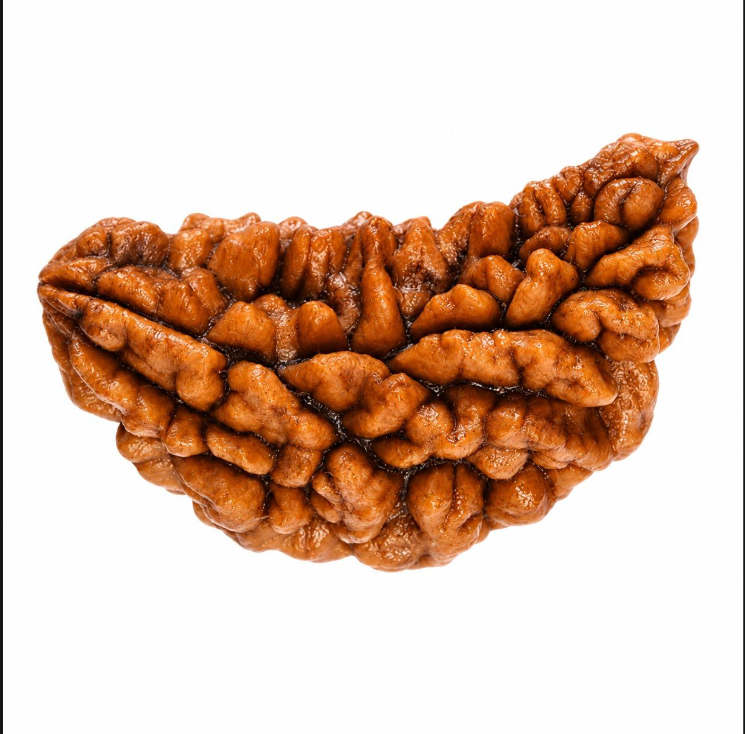 1 Mukhi Rudraksha — Natural Single-Face Bead for Calm & Focus