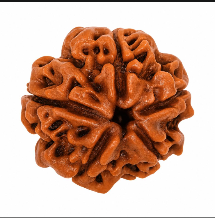 5 Mukhi Rudraksha — Natural Five-Face Bead for Balance